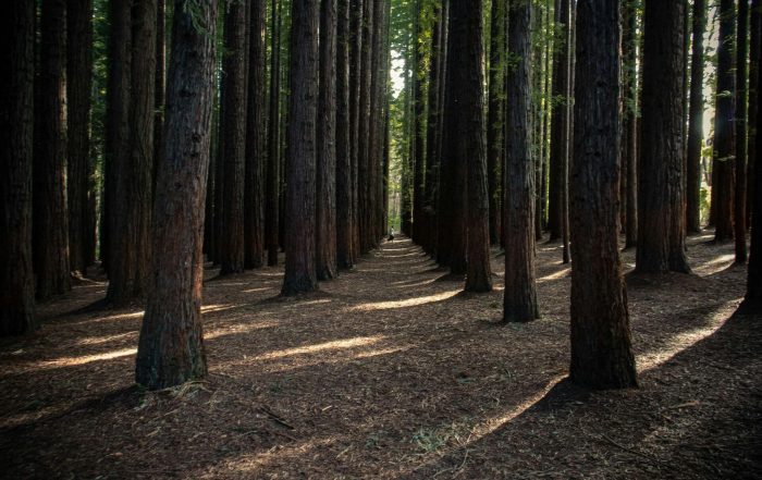 Forestry Modelling